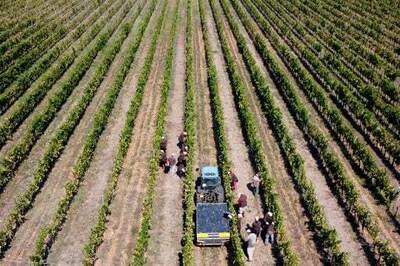 AP PHOTOS: Italian Grape Harvest Plows On Through Pandemic