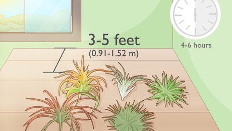 How to Care for Air Plants Indoors