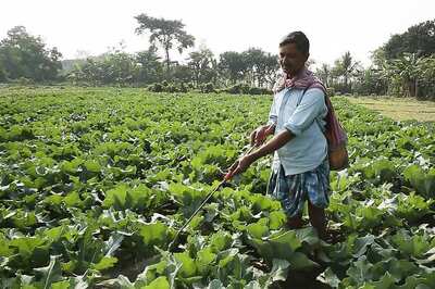Maharashtra Farmers who Regularly Repay Loans Want More Benefits